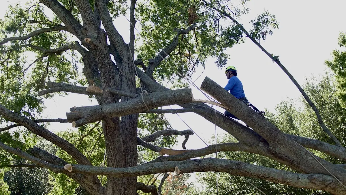 Professional Hazardous Tree Removal performed by certified arborists in Arkansaw